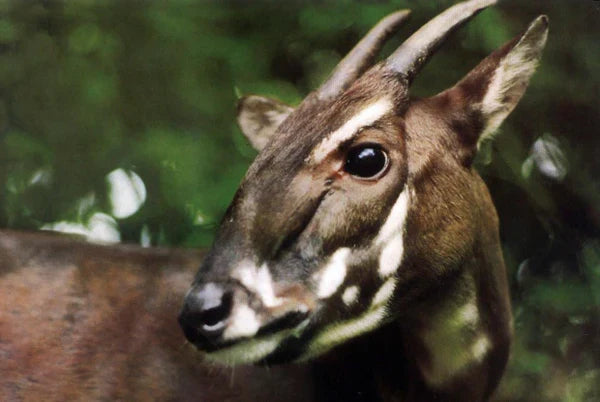 A New Look, Same Purpose: Honoring the Saola With Our Evolved Logo